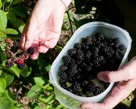 In Search Of: Delicious Pastries to Make Use Of a Surplus of Homemade Jam