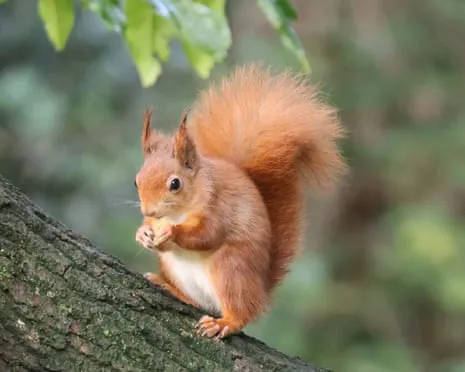 Native Red Squirrels Prospering on Isle of Wight with Potential to Almost Increase Twofold, Findings Reveals