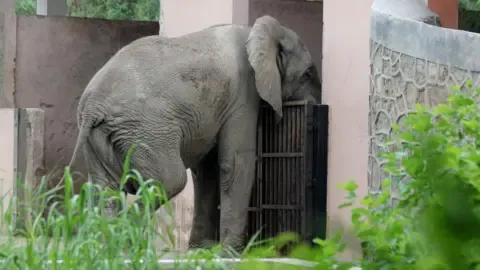 The Solitary Existence and Death of India’s Capital’s Only Elephant from Africa