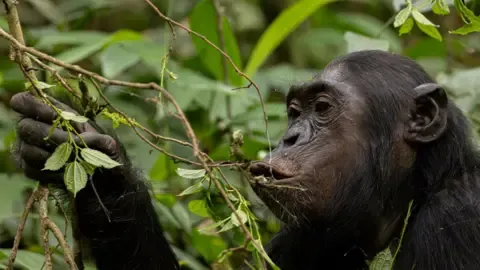 Wild Chimps Ingesting the Equivalent of an Alcoholic Beverage Daily from Fermented Fruits, Investigation Shows