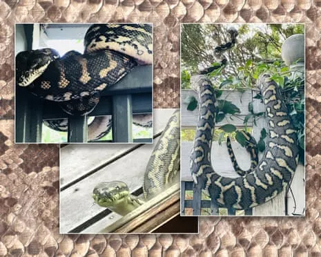 Accepting my Snakes in My Ceiling: An Evolution from Anxiety to Admiration