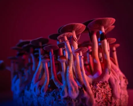 Regarding Substances by Justin Smith-Ruiu: An Intellectual Journey into Consciousness Expanders