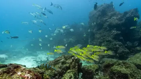 Crucial Oceans Agreement Reaches Critical Milestone to Become Law