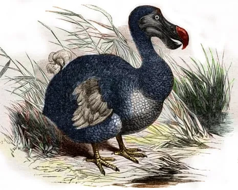 Scientists Assert They’ve Made a ‘Pivotal Step’ in Reviving the Extinct Bird for the Very First Occasion in 300 Years